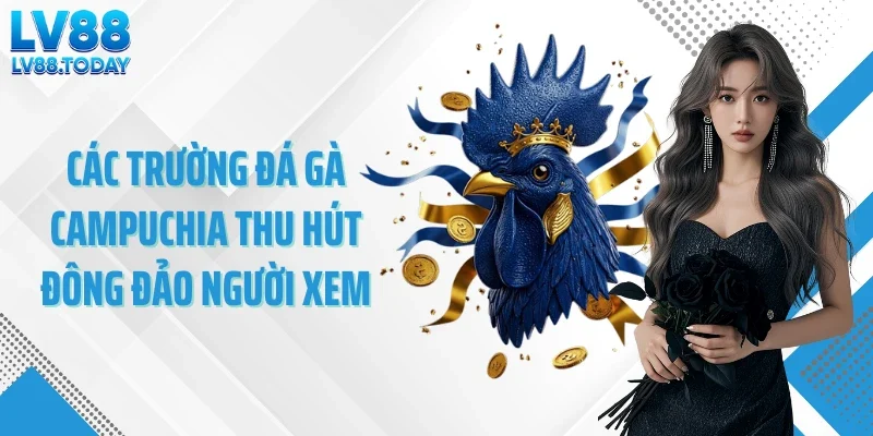 Các trường đá gà Campuchia thu hút đông đảo người xem