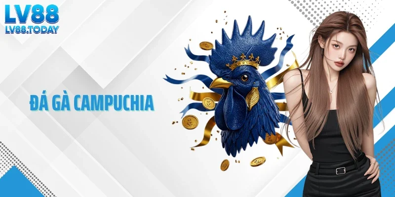 Đá Gà Campuchia - Hệ Thống Trường Gà Hoạt Động Hợp Pháp