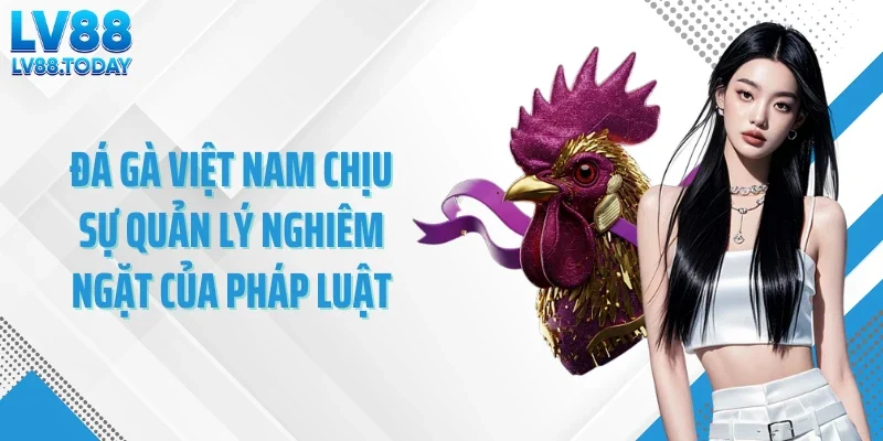 Đá gà Việt Nam chịu sự quản lý nghiêm ngặt của pháp luật