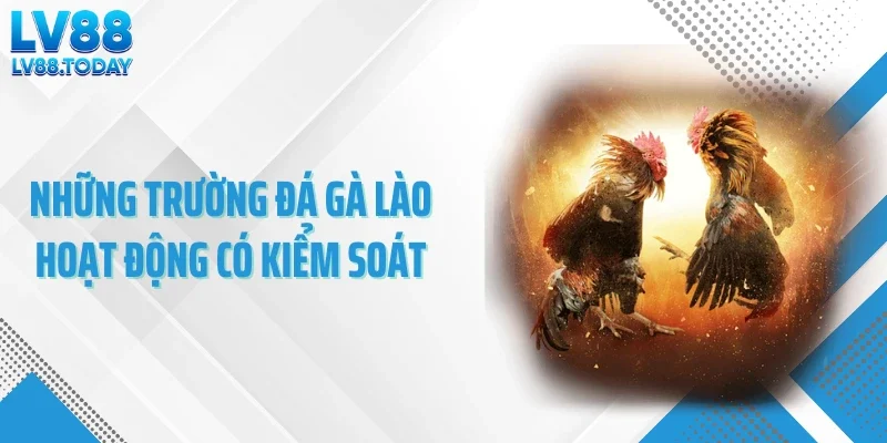 Những trường đá gà Lào hoạt động có kiểm soát